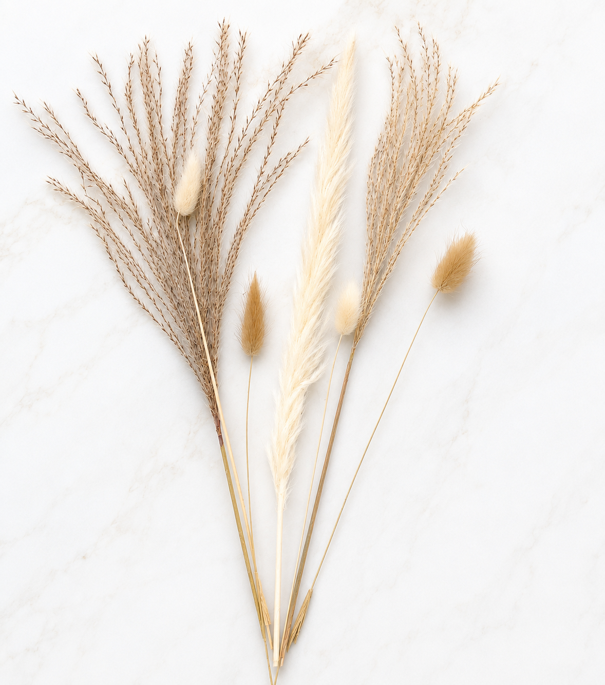 Dried grasses on a white background