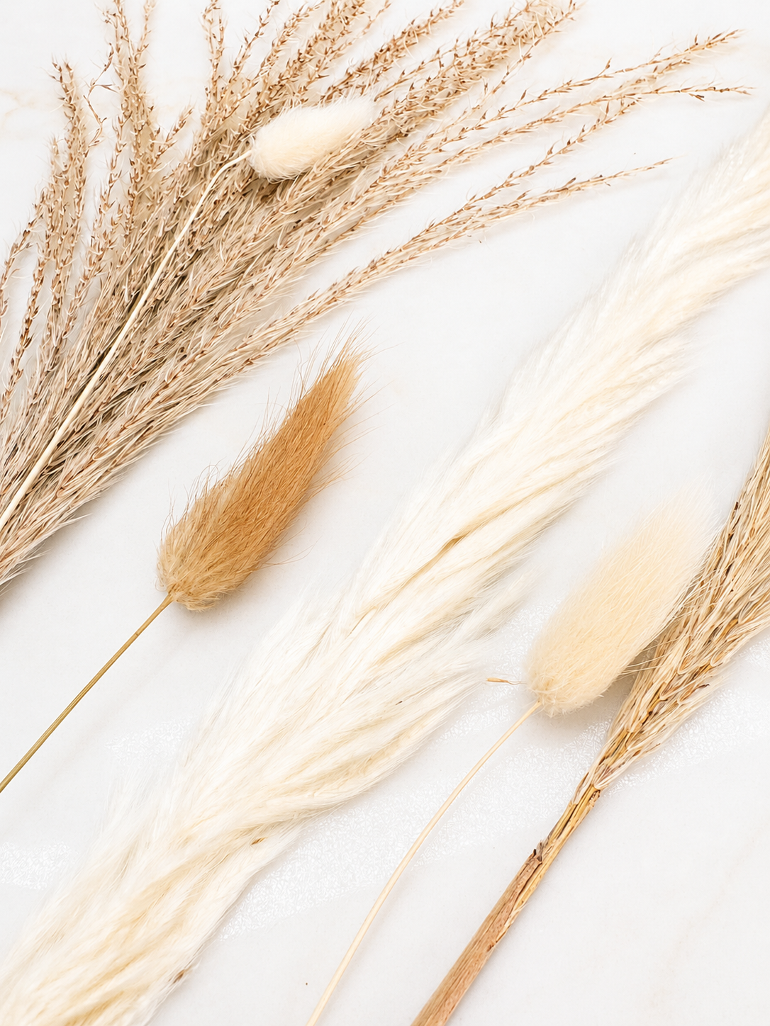 Dried wheat stalks and grasses on a white background